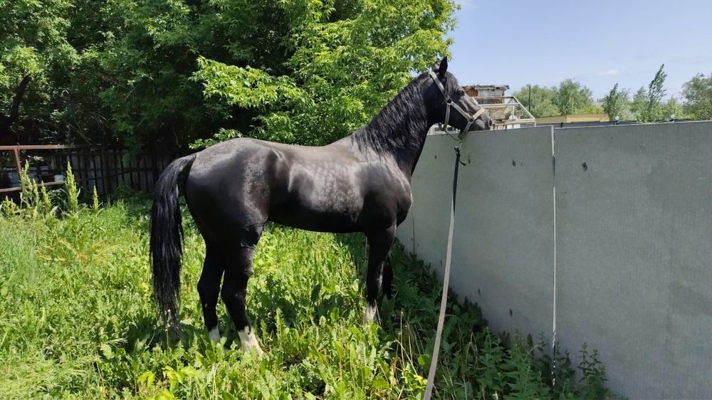 Продам орловский рысак