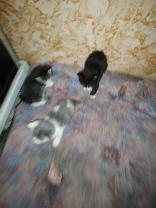 Милые котят ищут дом