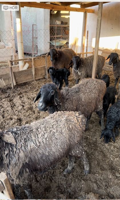 Қозылы Қой Бараны