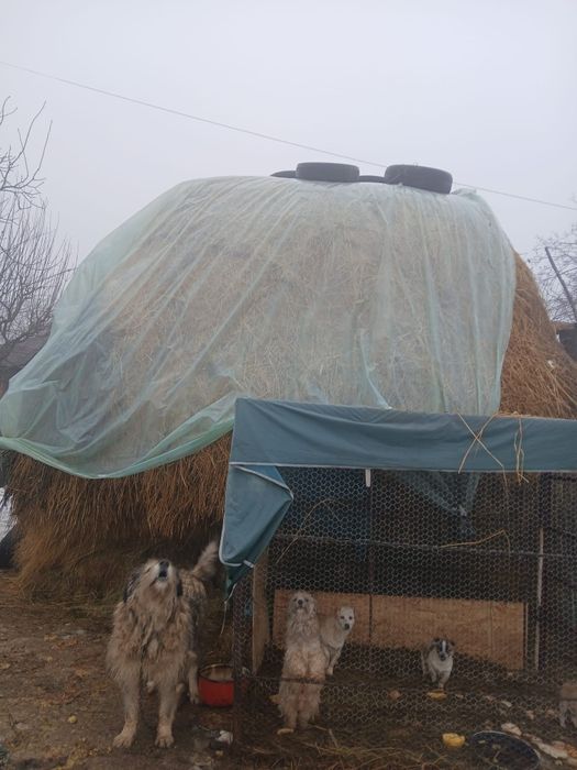 Vand fân pentru aninale