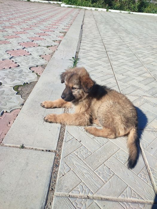 В добрые руки щенок
