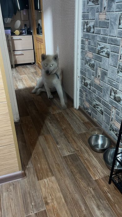 Отдам даром Акиту