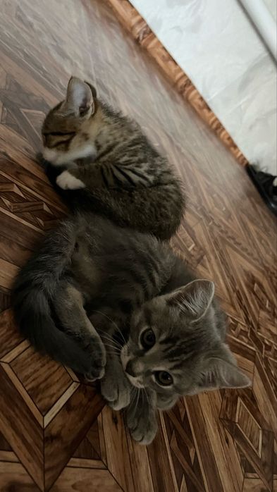 Отдам в добрые руки котенка.