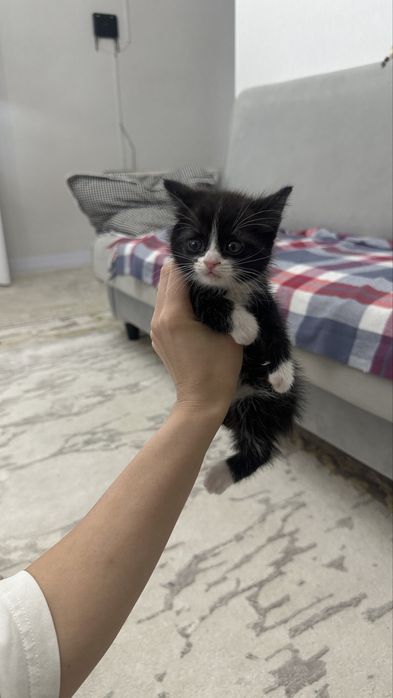 кошка бесплатно девочка