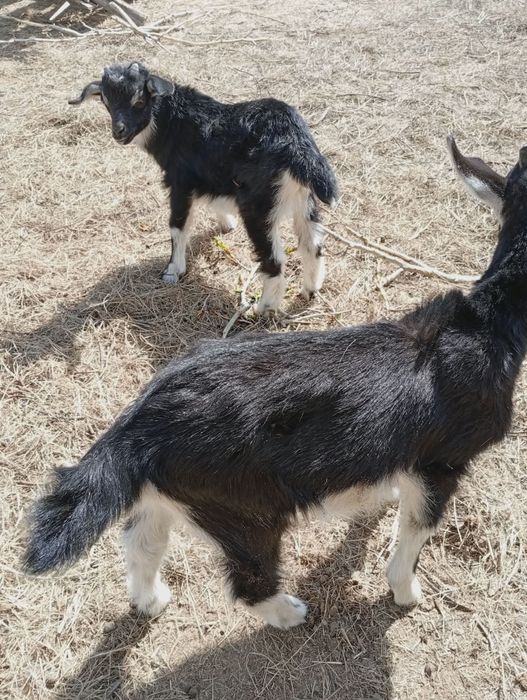 Продается козлята