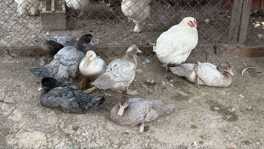 Продам курей и индоуток