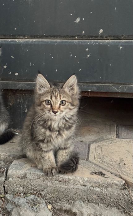 Котенок в добрые руки