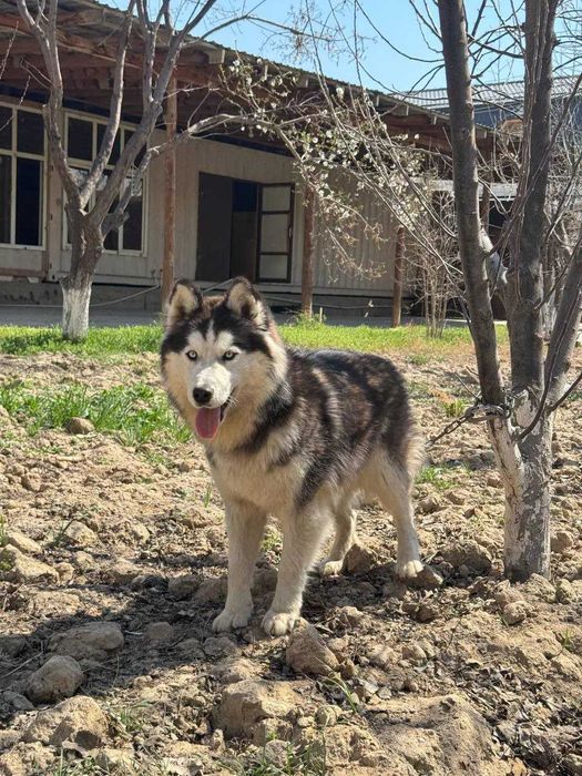 Собака " Сибирский Хаски"