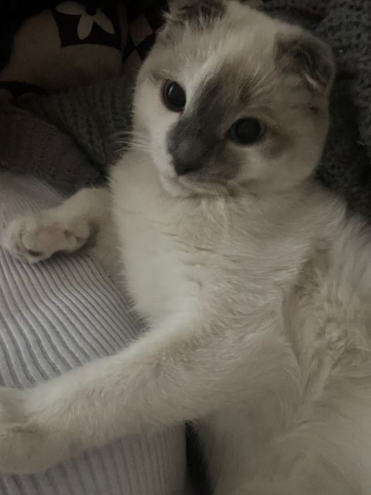 Продам шатландскую кошку