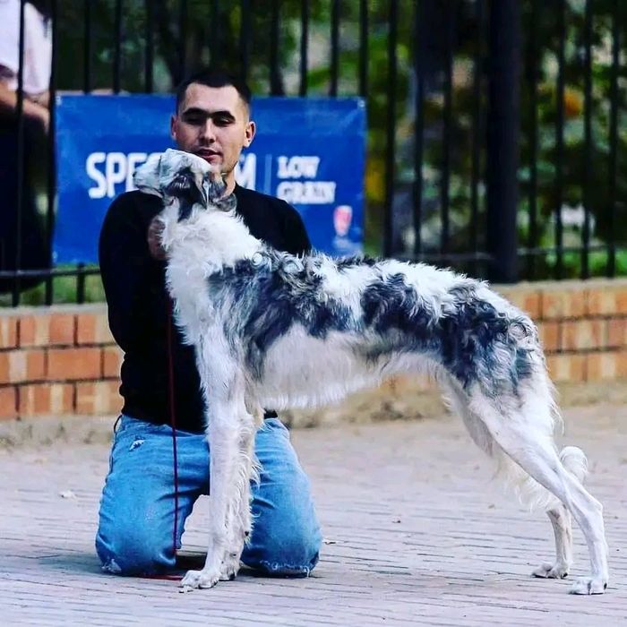 Русская псовая борзая