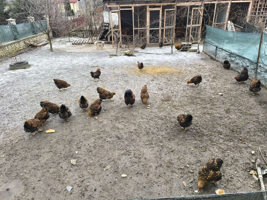 Ouă pentru incubat Wyandotte Auriu GSG  rasă deosebită!