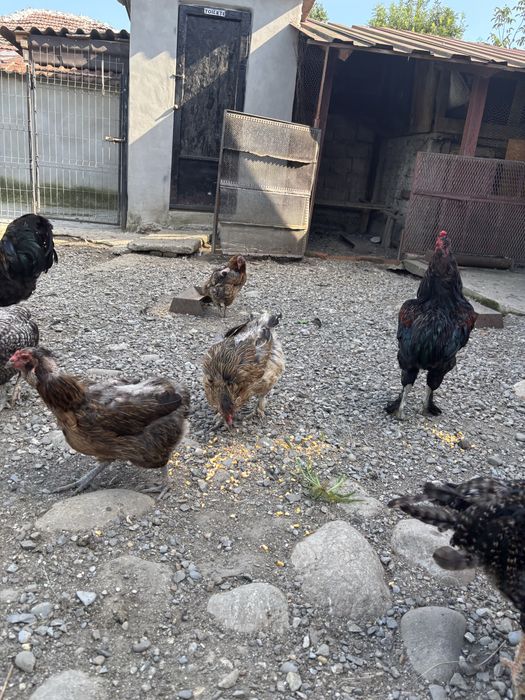 Gaini si cocosi araucana