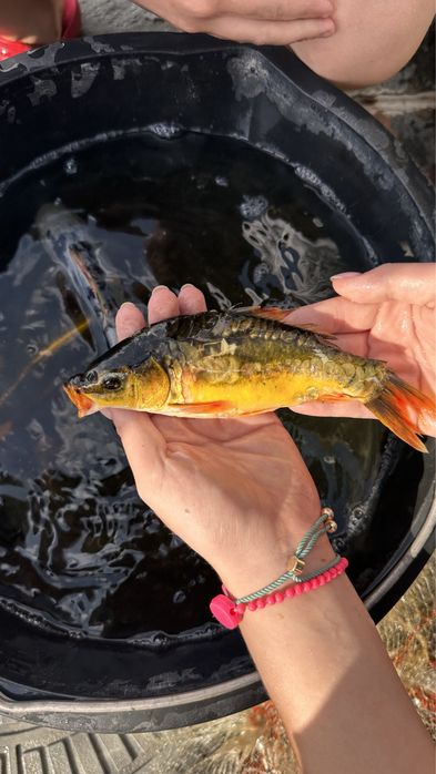 Японские Карпы Кои