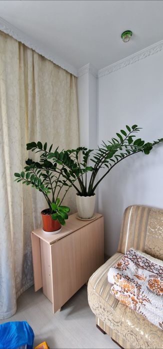 Продам комнатные цветы и горшки