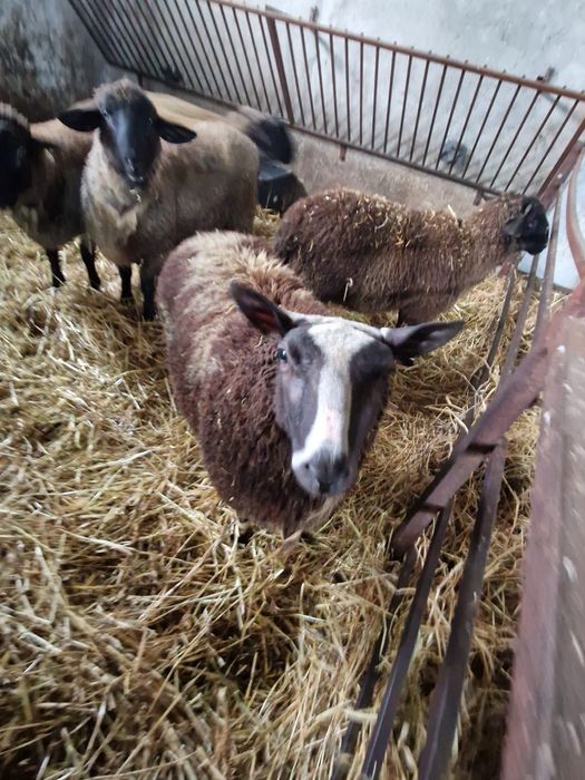 Se vinde un berbec dorper si un berbec patata olandeza