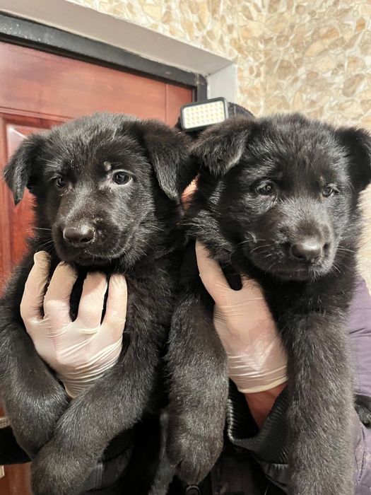 Щенки немецкой овчарки