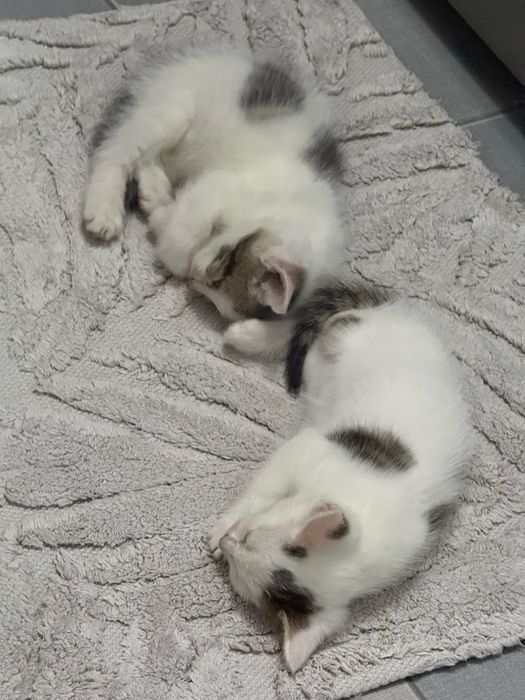 Отдам котят в добрые руки (мальчики )