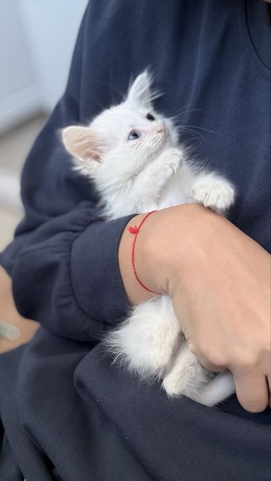 Срочно отдам котенка