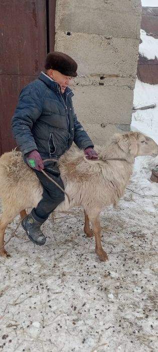 Продам барана кошкара