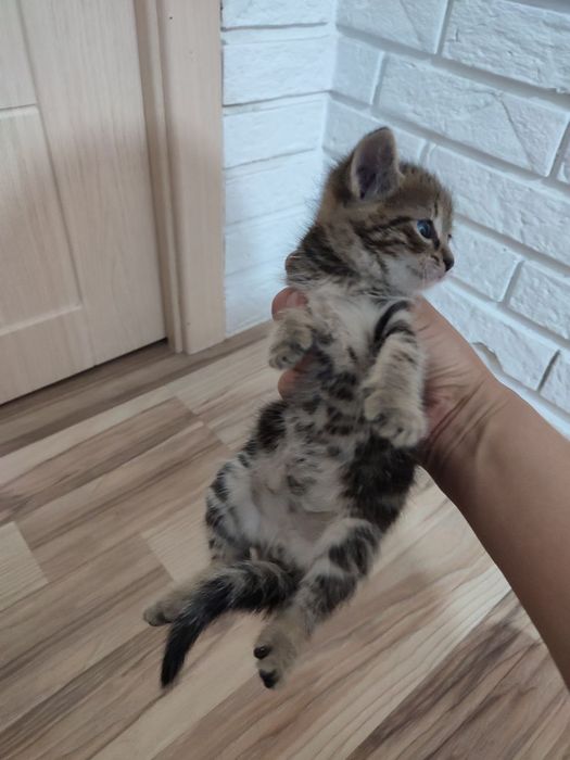 Котята,бесплатно