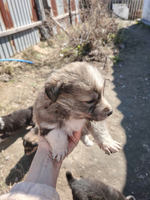Отдам щенков в добрые руки. Возраст месяц