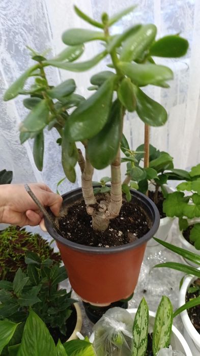 Цветы комнатные разных видов