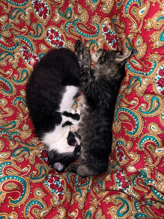 Отдам котят в добрые руки