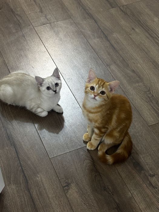 продам котят британцев