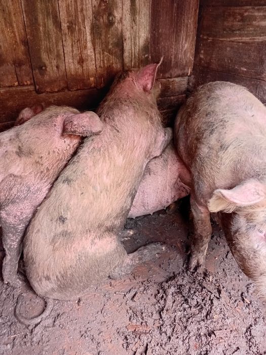 Продаётся под свинке