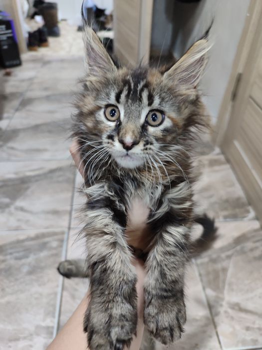 Котята породы Мейн Кун