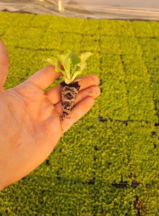 Разсад салата магданоз копър лук айсберг цвекло и др.