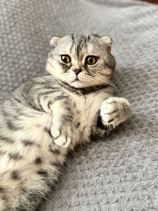 Вязка шатландец вислоухий