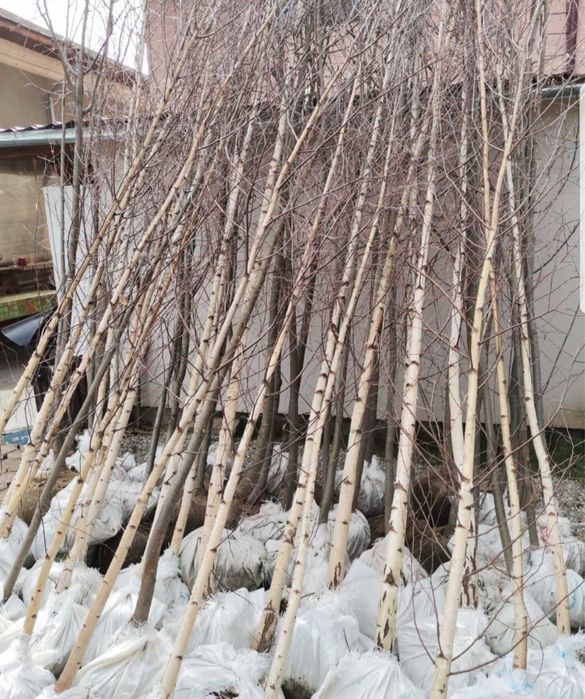 Measteacăn coaja albă | livrare la tine acasa