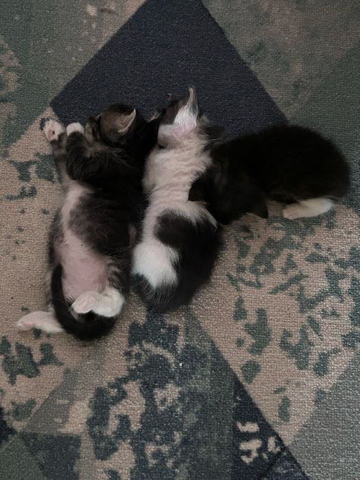 Отдам котят в добрые руки