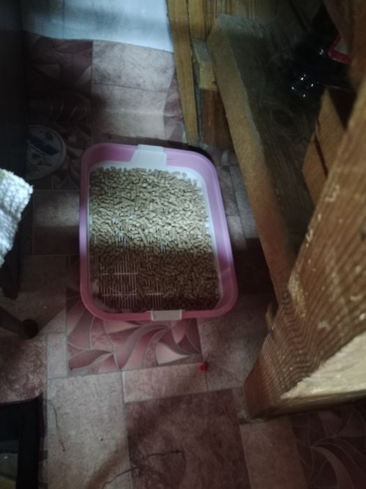 Отдам даром кошечку