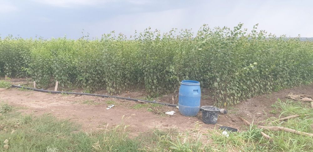 Pomi fructiferi si vita de vie