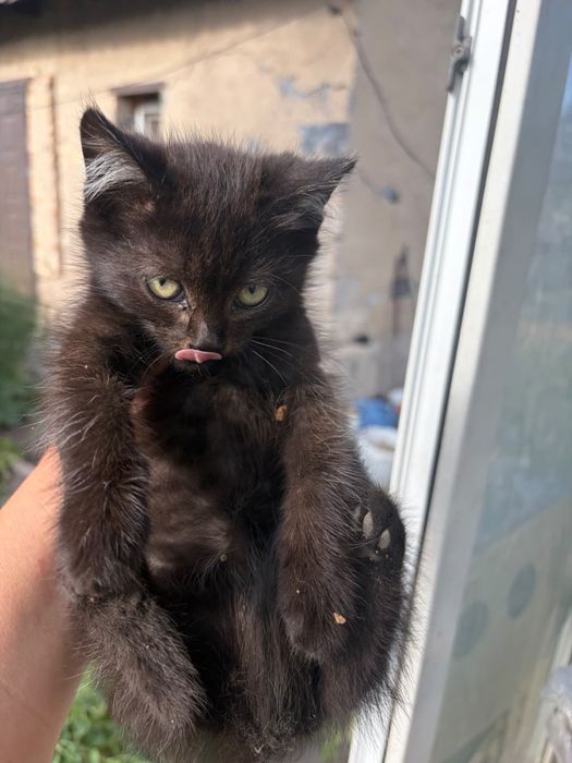 Котята в доьрые руки г.Сарань
