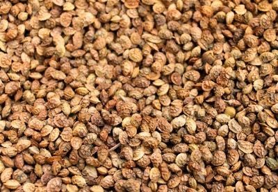 Семена эспарцета