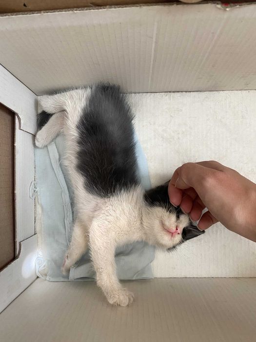 Бебе коте момиче търси дом