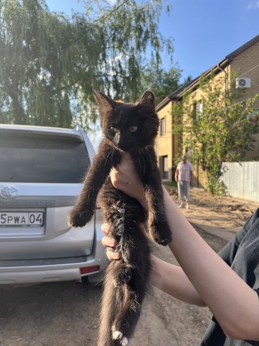 Наполовину Мейнкун отдам