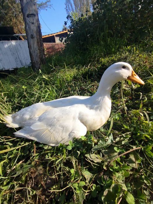 Продам утки стар 53