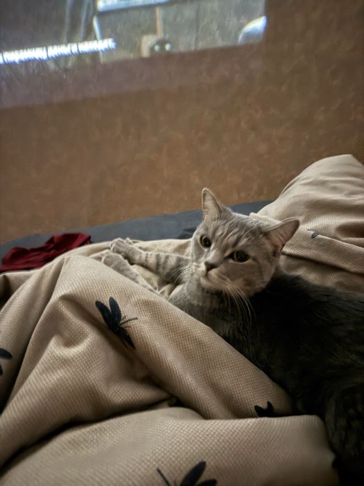 Отдам кота бесплатно