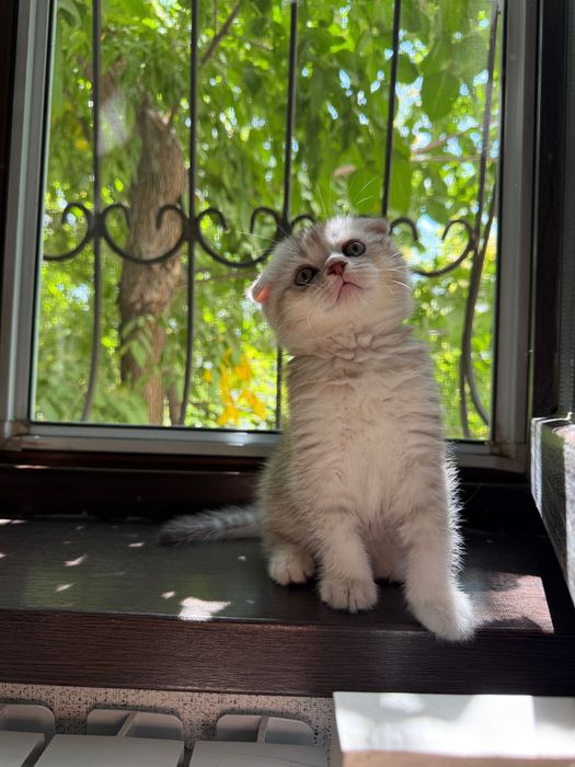 продаю шотландского котенка