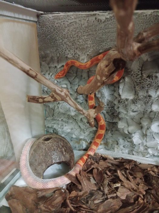 Маисовый полоз с террариумом,самец