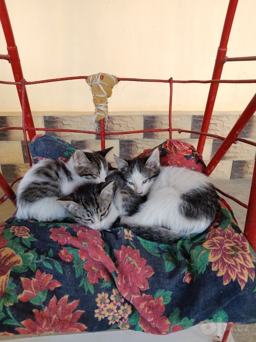Котята, самцы, 3 шт