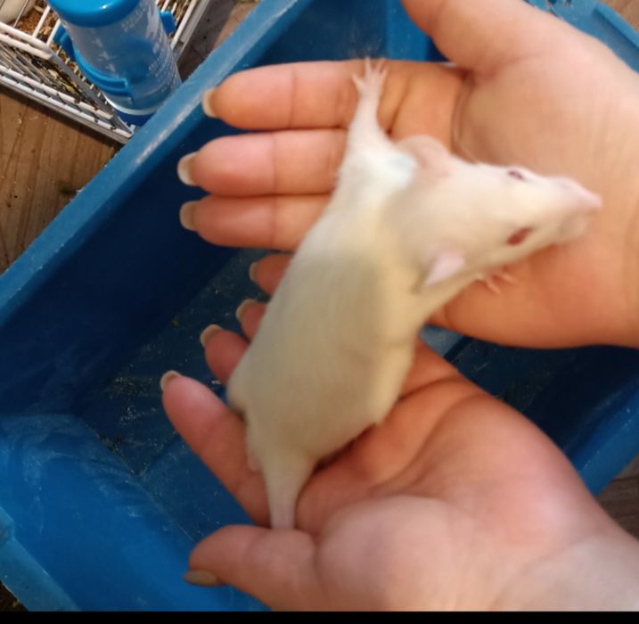 Домашние крысята