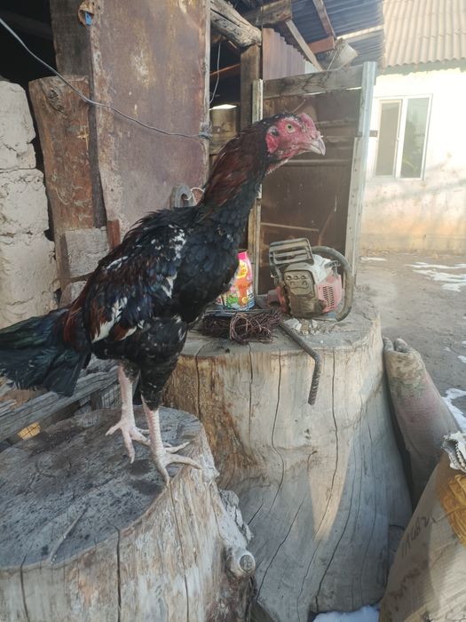 продам жужиков крупные