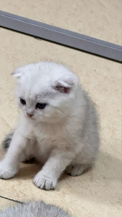 Шотландский вислоухий котенок