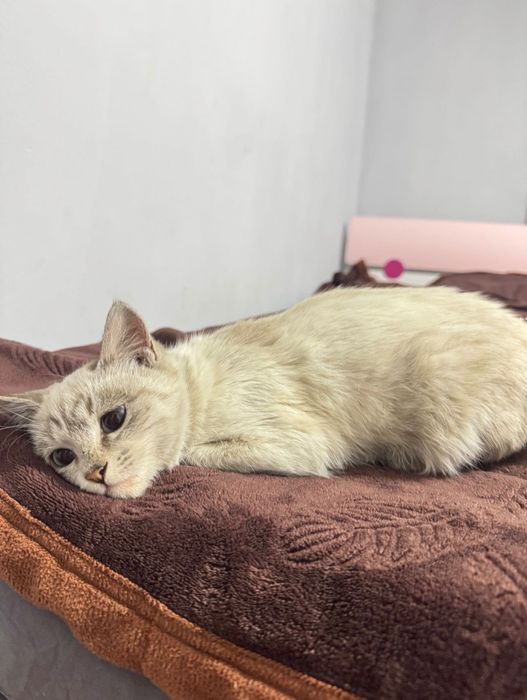 Сиамский котёнок в добрые руки