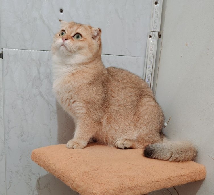 Шиншилла Фолд золотая 5мес